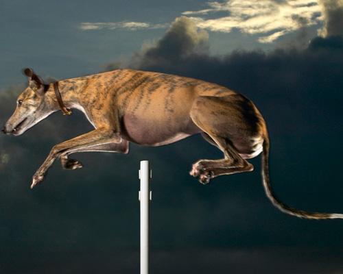 Picture 6 of Record of ... dogs