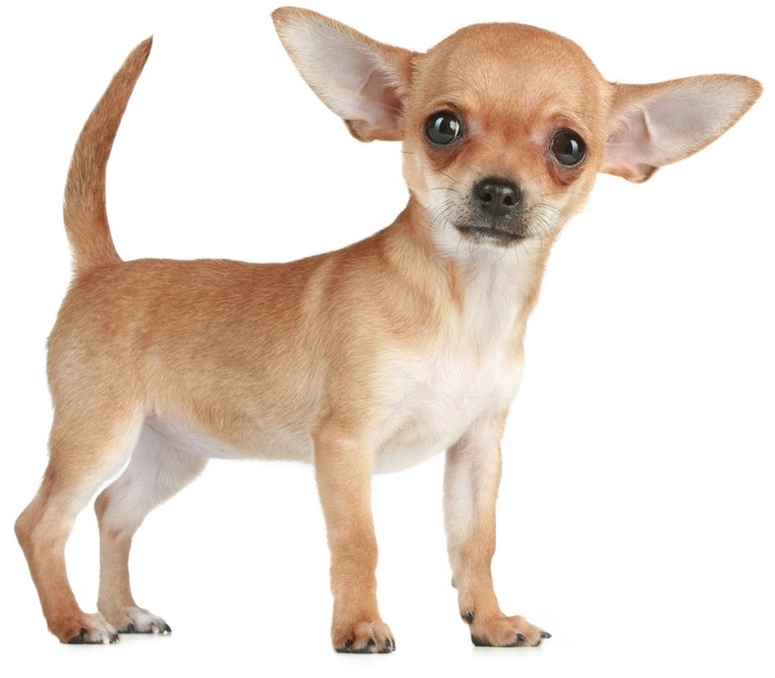 Picture 7 of Record of ... dogs