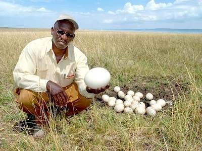 Picture 2 of Record of eggs