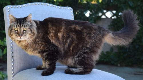 Picture 1 of Record the longest living cat in the world with new owners