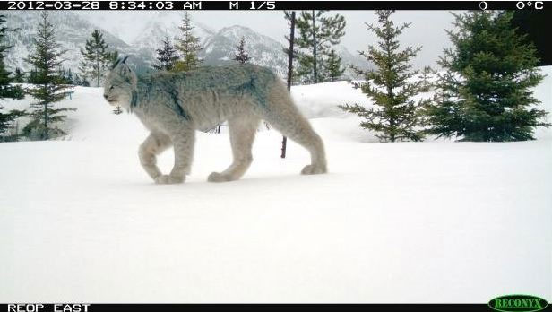 Picture 1 of Recorded a rare mascot in Canada