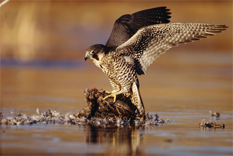 Picture 10 of 'Recorders' in the animal world