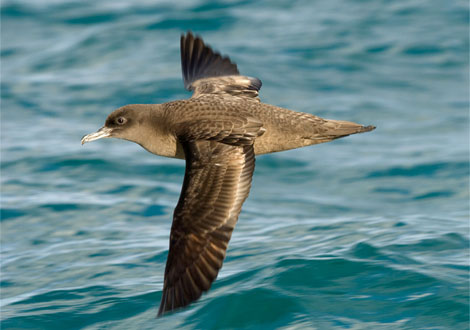 Picture 6 of 'Recorders' in the animal world