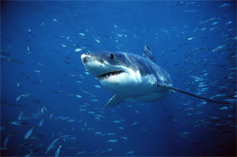Picture 7 of 'Recorders' in the animal world