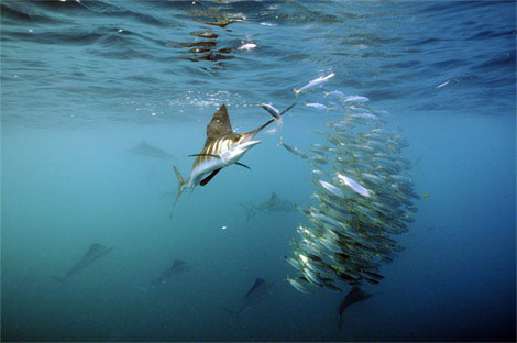 Picture 8 of 'Recorders' in the animal world