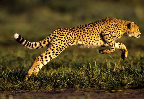 Picture 9 of 'Recorders' in the animal world