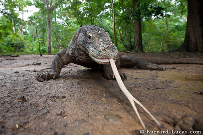 Picture 9 of Records of dragons 'real' in history