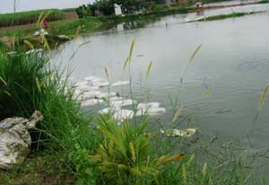 Picture 2 of Recreate the discharge situation to the Tri An reservoir