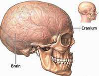Picture 2 of Recreate the face according to the skull