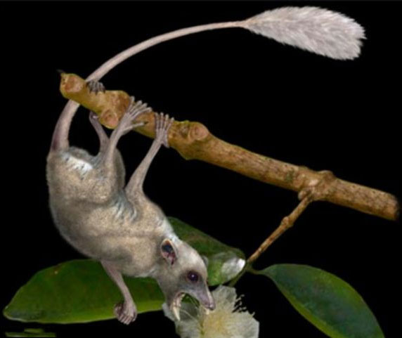 Picture 1 of Recreate the most ancient primates of Earth
