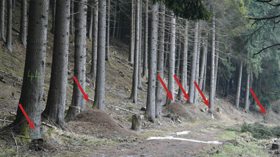 Picture 1 of Red ants predict earthquakes