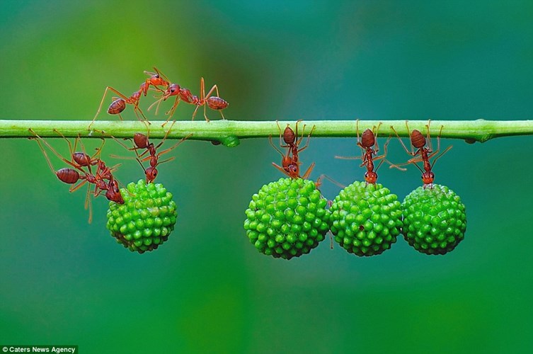 Picture 7 of Red ant's superhuman strength
