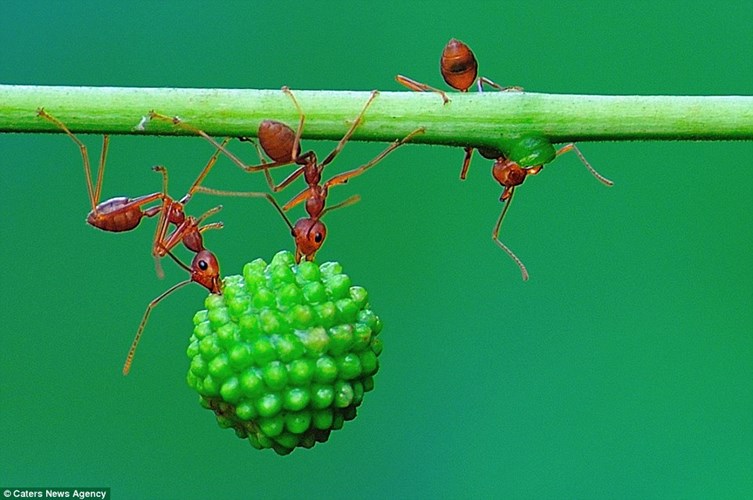 Picture 9 of Red ant's superhuman strength