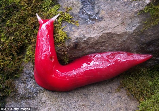 Picture 1 of Red blood snail is found in Australia