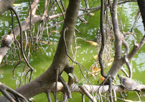 Picture 1 of Red ear turtles invade the Sword Lake more and more