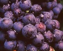 Picture 1 of Red grapes are very good for cardiovascular patients