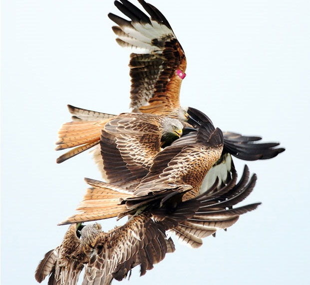 Picture 10 of Red hawk launched overhead