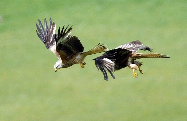 Picture 9 of Red hawk launched overhead