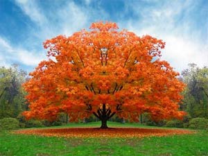 Picture 1 of Red leaves when autumn comes to fight stress