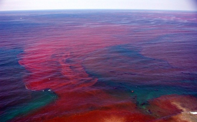 Picture 1 of Red tide and harmful effects on seafood production