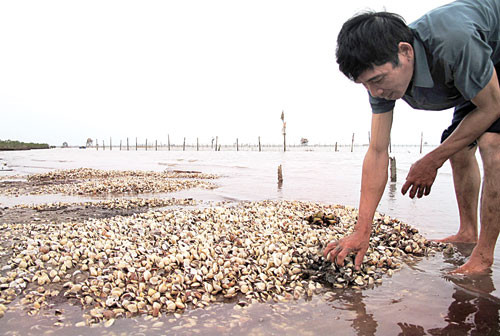 Picture 2 of Red tide and harmful effects on seafood production