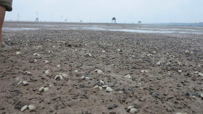 Picture 3 of Red tide and harmful effects on seafood production