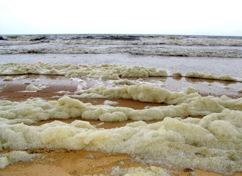 Picture 2 of Red tide in Hai Phong