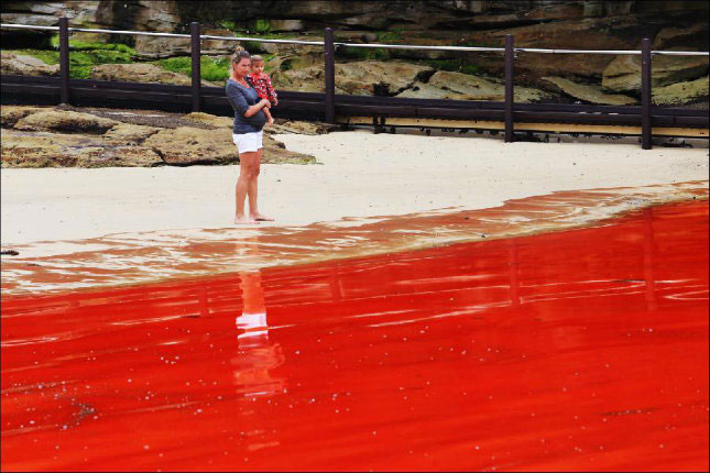 Picture 1 of Red tide makes Australian beaches closed