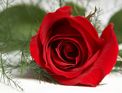 Picture 1 of Red weapon of roses