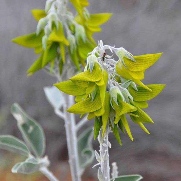 Picture 4 of Reddit is mumbling because the plant produces the same flower as a hummingbird!