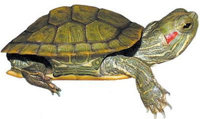 Picture 1 of Red-eared slider