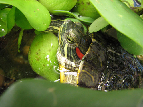 Picture 1 of Red-eared turtle: 'Slaughter, freeze' instead of 'destroy'