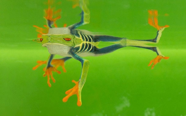 Picture 8 of Red-eyed green frog in Central America