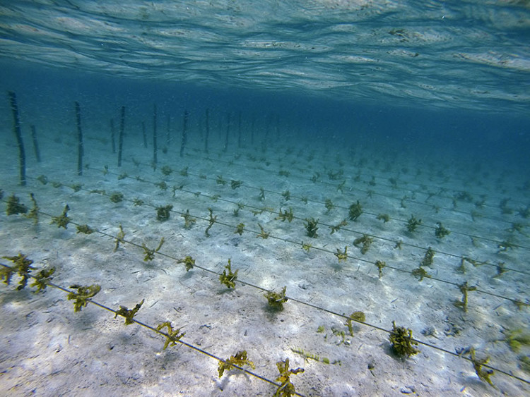 Picture 2 of Reduce 70% of greenhouse gases with seaweed