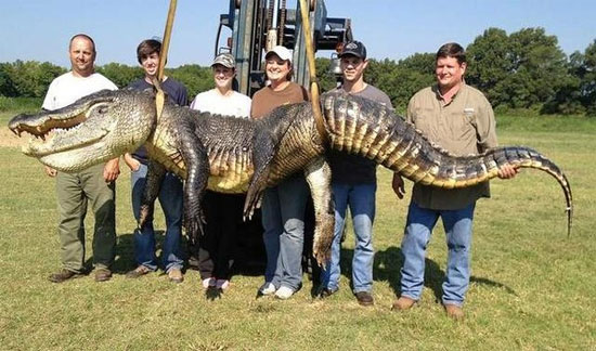 Picture 1 of Re-front the giant crocodile, an incredible big one