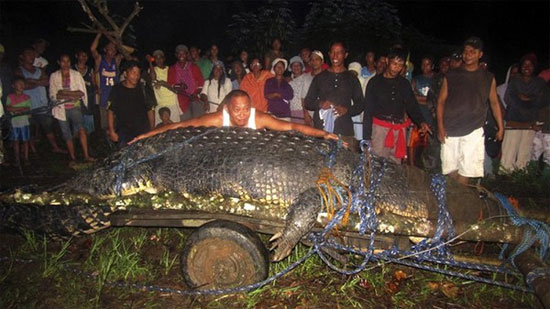Picture 3 of Re-front the giant crocodile, an incredible big one