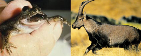 Picture 1 of Regenerating extinct animals