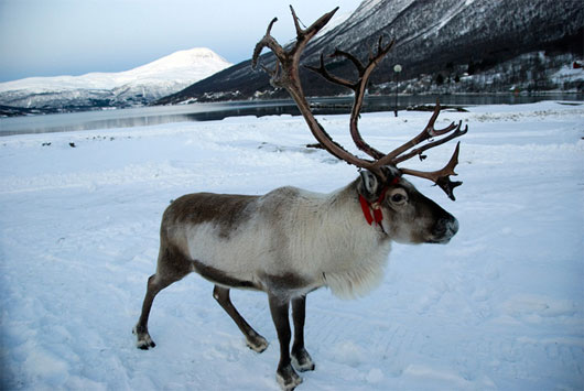 Picture 1 of Reindeer changes the seasonal eye color
