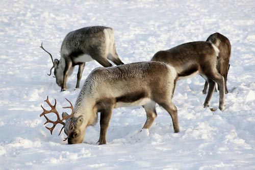Picture 1 of Reindeer in the North Pole does not use biological clocks