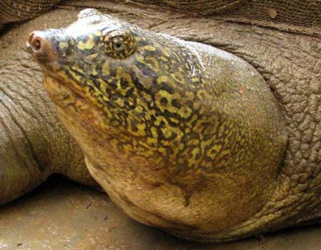Picture 1 of Relatives of Sword Lake Turtle are at risk of
