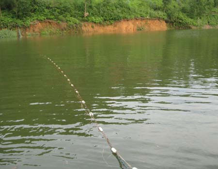 Picture 2 of Relatives of Sword Lake Turtle are at risk of