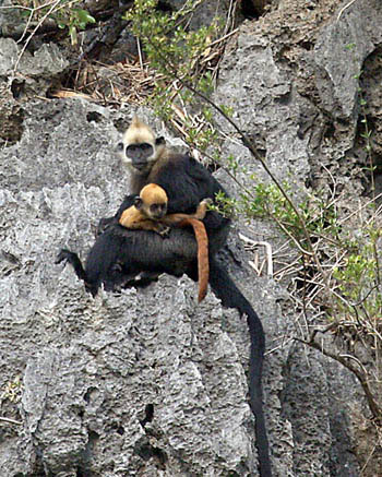 Picture 1 of Release Cat Ba langur to nature