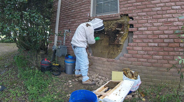 Picture 1 of Relocate honey bee nest 35,000 in the wall of American people