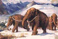 Picture 1 of Renewal of the eukaryotic fauna