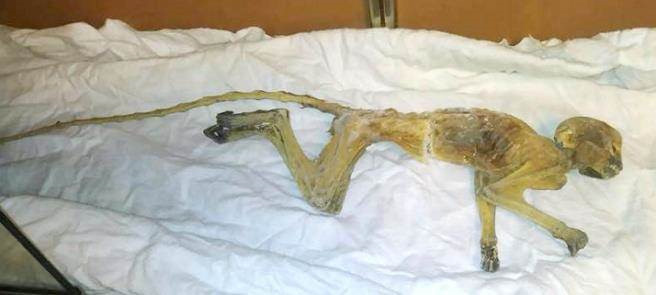 Picture 2 of Renovate shopping centers, discover mysterious monkey mummies