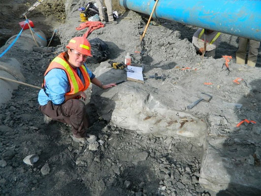 Picture 1 of Repeatedly discovered dinosaur fossils in Canada