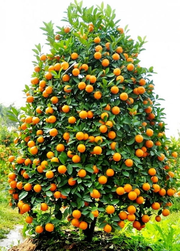 Replanting and caring for kumquat trees after Tet images 4