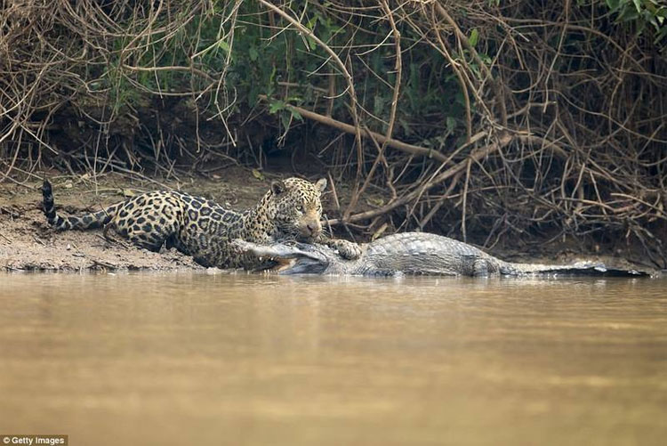Picture 1 of Reported to the river, biting death crocodiles