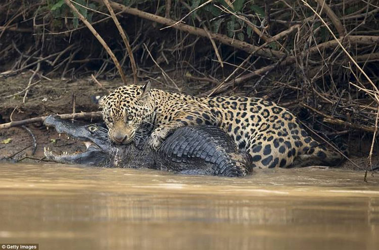 Picture 3 of Reported to the river, biting death crocodiles