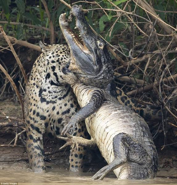 Picture 4 of Reported to the river, biting death crocodiles